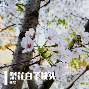 你走之后 梨花白了枝头