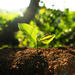חזרתי לחיים