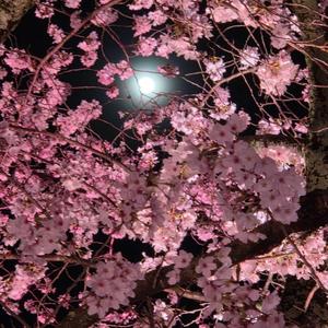 桜が結ぶ命の輪(World Peace Song)