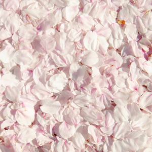 いっしょにかえろう