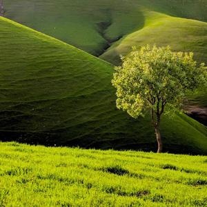 Paymand Da Ay Gullala