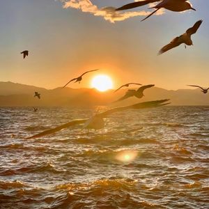 燕归巢（女声版）