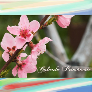 Culorile Primăverii