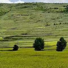 载着南归的大雁 (10)