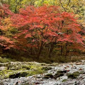 写给本溪的那枫信