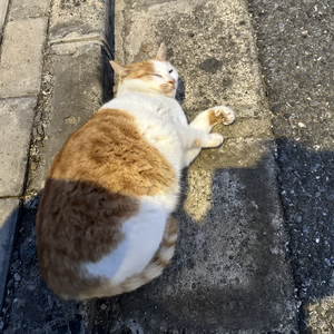 离开是我最后的倔强