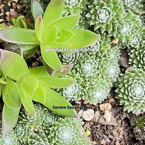 manjummel boys review