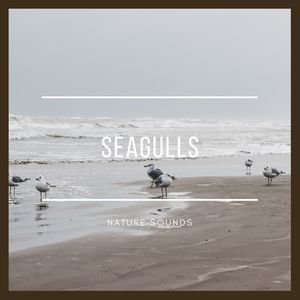 Seagulls