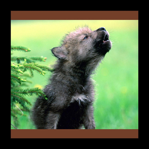 Волчата (Volchata)