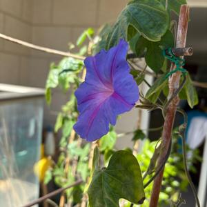 ראובן חזן וסודות המשפחה