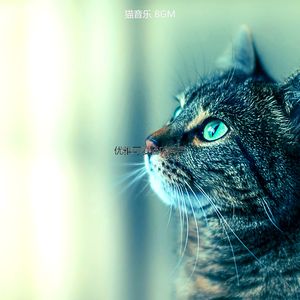 柔和的猫时刻