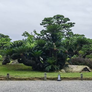 秋天以后的故事（Cover 侯湘婷）