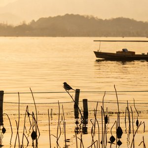 梦湖呓语