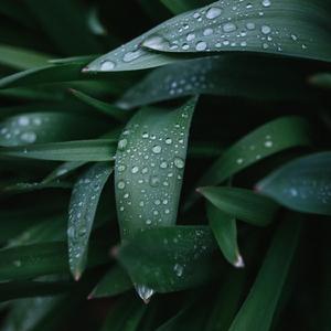 Pluie Curative X - La Pluie Semble Propice Au Sommeil