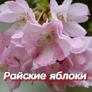 БИЕНИЕ ДВУХ СЕРДЕЦ