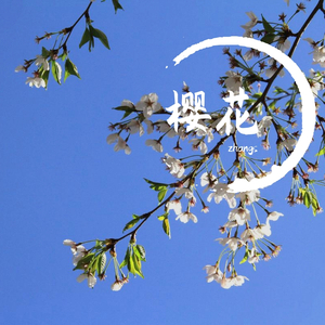 樱花-琵琶演奏日本民歌（翻自 无）