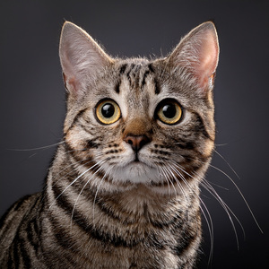 The Flow of Feline Dreams