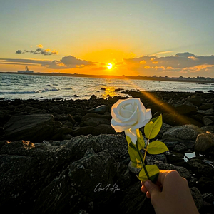 Rose by the Sea Story