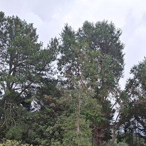 Pause Rafraîchissant