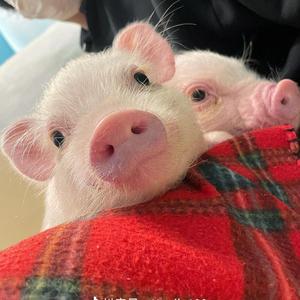 哈萨克斯坦 神音 Сағындым Алматымды