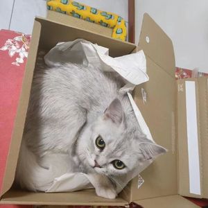 XVIBE-追女孩freestyle.（阿旭 remix）