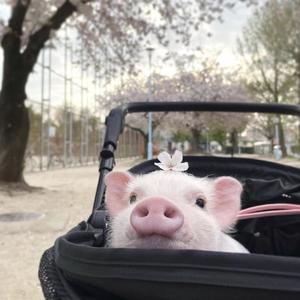 上车 cover余柏言