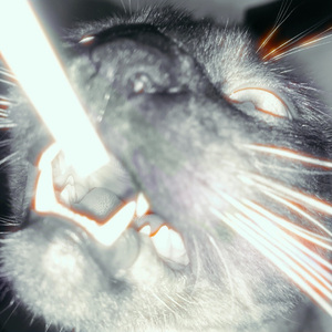 你听得懂我说啥