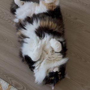 Calm Purr