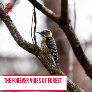 Wishful Mountain Night