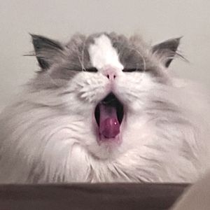 出嫁