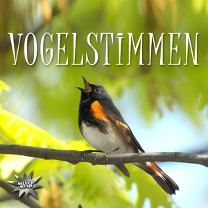 Vogelstimmen 1