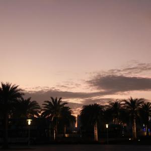 挂满灯光的大树