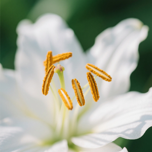 Hari Untuk Malam Ikatan