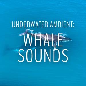 Calm Whale Sounds