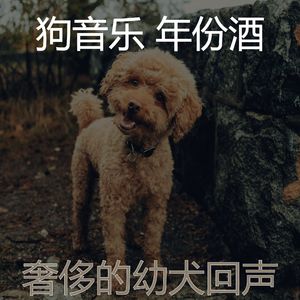柔和的小狗时刻