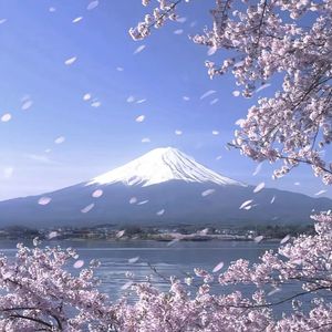 欲落的樱花等不到富士山的日落