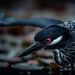 Black-crowned Night Heron