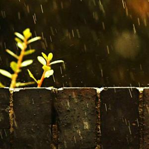 The whole world is quiet 《当全世界都安静》