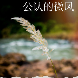 公认的微风