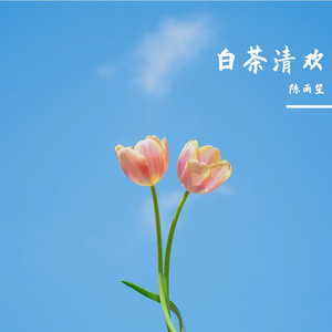 白茶清欢