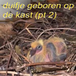 DUIFJE GEBOREN OP DE KAST (PT 2)
