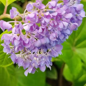 Una Mattina（钢琴三次转调版）