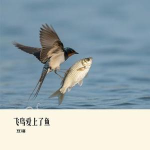 飞鸟爱上了鱼 (Cover 宁小泽)