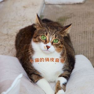 森林之歌 (猫咪应激安抚)