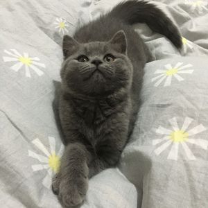 月儿挂在小河边 demo