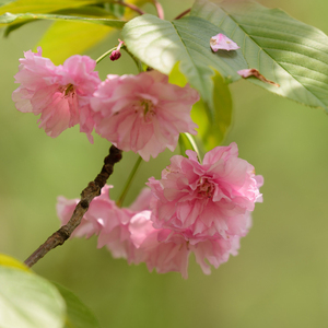 只属于你的温柔