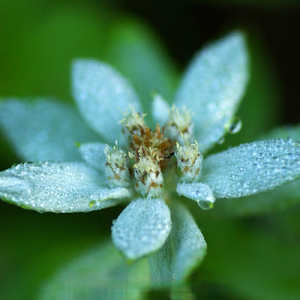 EDELWEISS // SOUND OF MUSIC (Cover)
