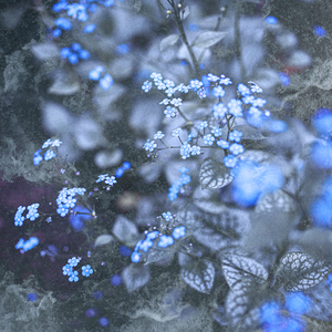 förgätmigej, part 1