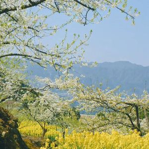 《扇底风月·香君独白》——桃花烬处，山河成灰