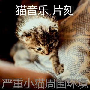 柔和的小猫时刻